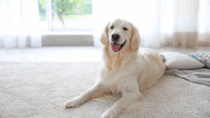 Golden retriever resting on pet-friendly carpet flooring in a home